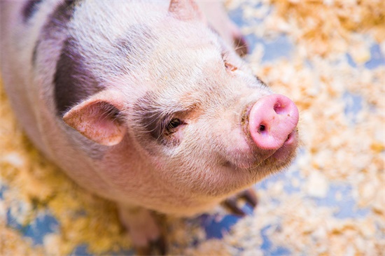 2026 年 6 月 13 日（星期六，戊午日）属猪运势
